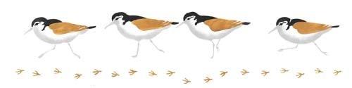 Algopix Similar Product 6 - Designer Stencils Sandpiper Border Wall