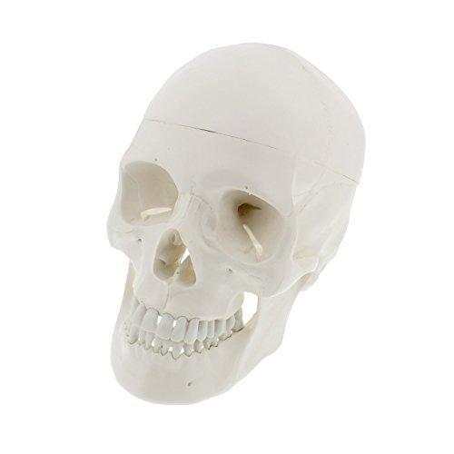Algopix Similar Product 11 - Mondo Medical Models Human Skull