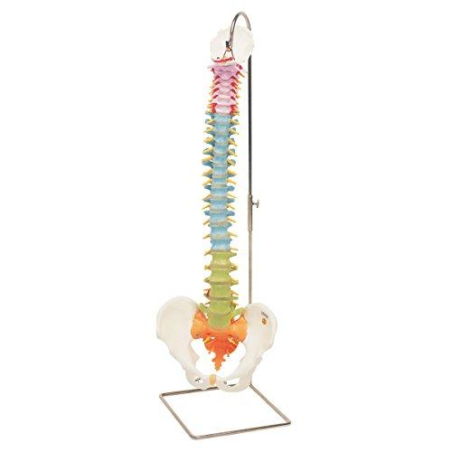 Algopix Similar Product 3 - 3B Scientific A588 Didactic Flexible