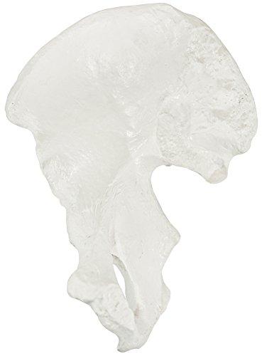 Algopix Similar Product 5 - Axis Scientific Hip Bone Model  Right