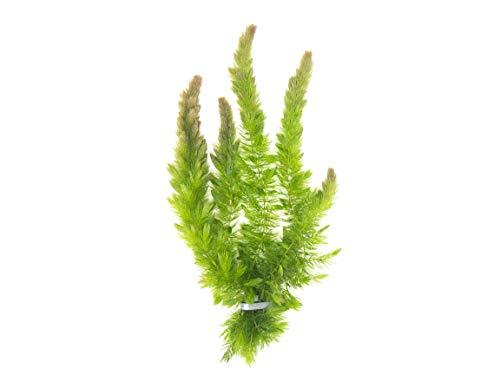 Algopix Similar Product 6 - Aquatic Arts Live Hornwort Plant  2