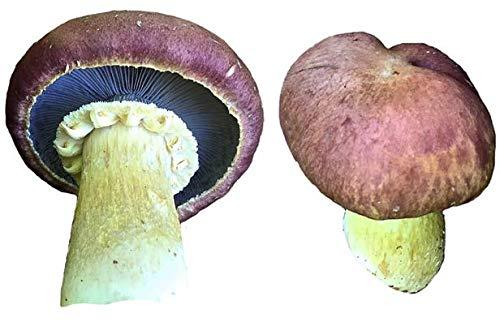 Algopix Similar Product 16 - Wine Cap stropharia Stropharia