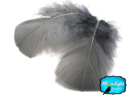 Algopix Similar Product 15 - Turkey Feathers Turkey Plumage  Grey