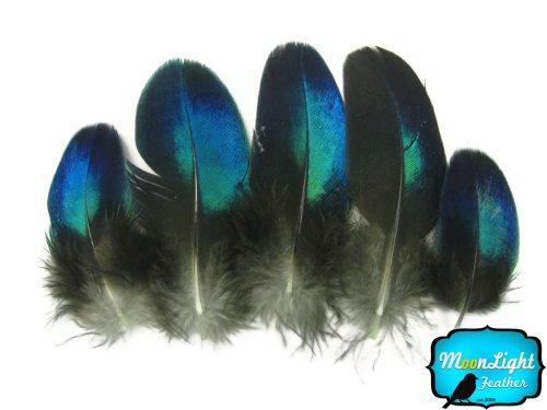 Algopix Similar Product 5 - Moonlight Feather  Peacock Feathers 