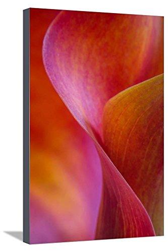 Algopix Similar Product 12 - ArtEdgeCalla Lily Curves I Stretched