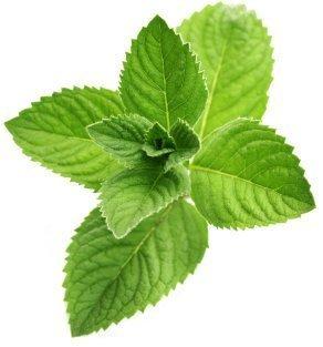 Algopix Similar Product 4 - PRODUCE Organic Peppermint, 0.75 OZ