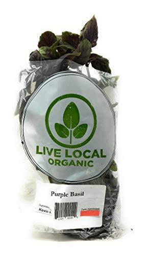 Algopix Similar Product 17 - Basil Purple Living Organic, 1 Each