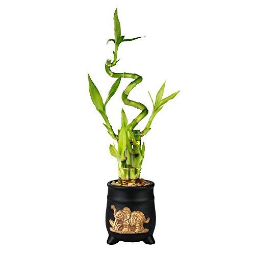 Algopix Similar Product 6 - Lucky Bamboo Five Stalk with Spiral