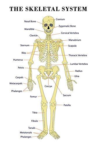 Algopix Similar Product 10 - ArtEdge The Skeletal System Anatomical