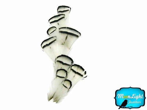 Algopix Similar Product 13 - Moonlight Feathers  Lady Amherst