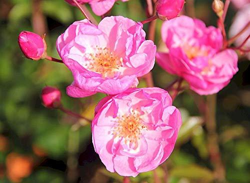 Algopix Similar Product 11 - Lavender Meidiland Shrub Rose  4 Pot