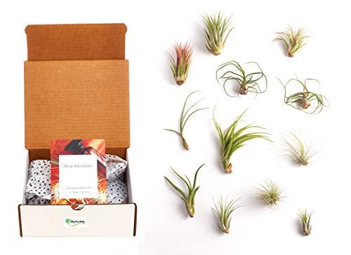 Algopix Similar Product 9 - Shop Succulents Assorted Air Plants