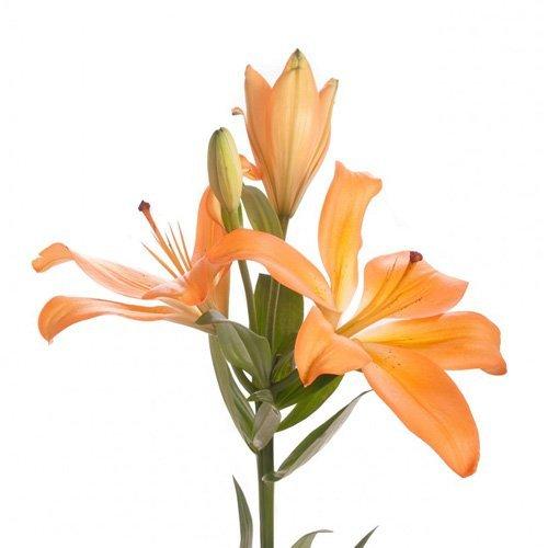 Algopix Similar Product 14 - Blooms2Door 50 Stems of Orange LA