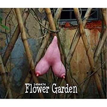Algopix Similar Product 19 - Selected highquality Vietnam gourd