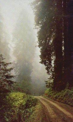 Algopix Similar Product 18 - Prairie Creek Redwoods State Park