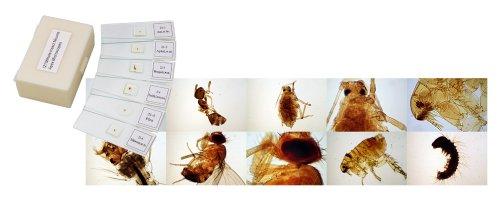 Algopix Similar Product 13 - The Apex Whole Insect Slides