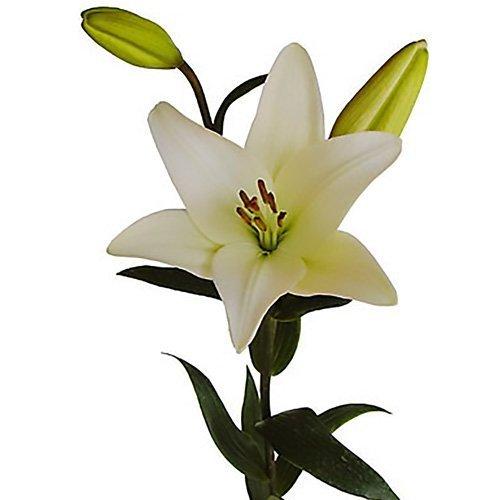 Algopix Similar Product 16 - Blooms2Door 50 Stems of White LA