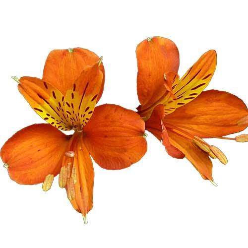 Algopix Similar Product 15 - Blooms2Door Wholesale Alstroemeria 70