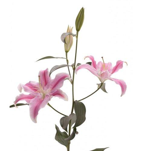 Algopix Similar Product 10 - Blooms2Door Wholesale Lilies 40 Stems