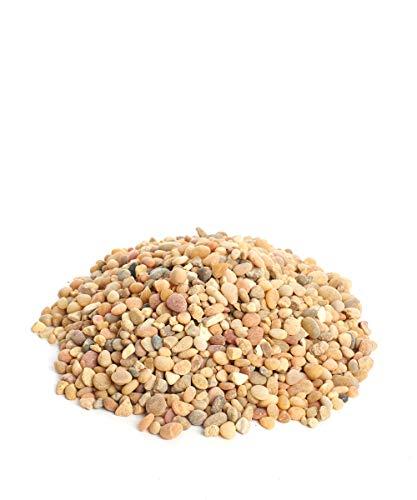Algopix Similar Product 14 - Shop Succulents 2lb of Coral Rock, 2 lb