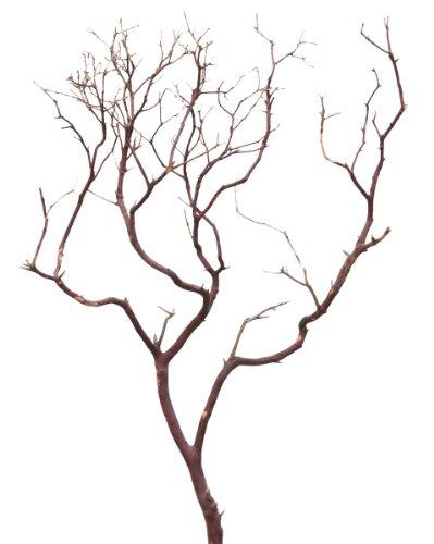 Algopix Similar Product 5 - Gold Leaf Design Group 4206 Individual