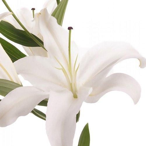 Algopix Similar Product 1 - Blooms2Door 40 Stems of White Oriental