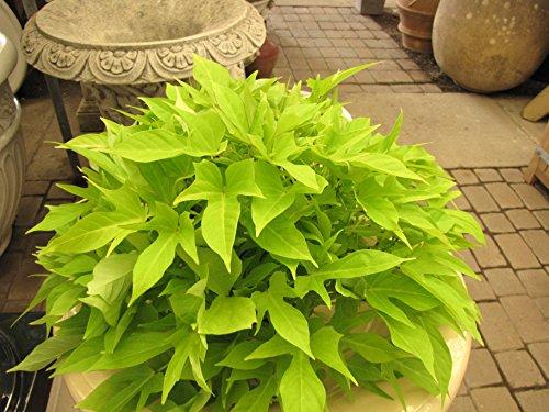 Algopix Similar Product 10 - Hort Couture 114871 Ipomoea South of