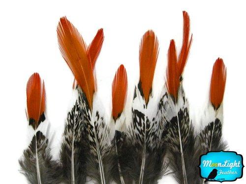 Algopix Similar Product 14 - Pheasant Feathers Lady Amherst