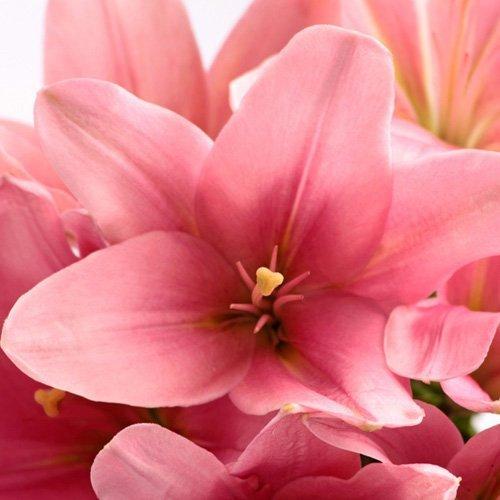 Algopix Similar Product 5 - Blooms2Door 50 Stems of Pink LA Lilies