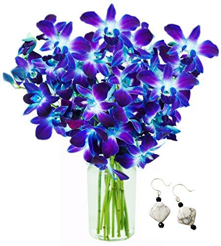 Algopix Similar Product 2 - KaBloom Exotic Blue Sapphire Orchids