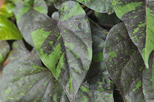 Algopix Similar Product 8 - Hort Couture 123809 Ipomoea South of