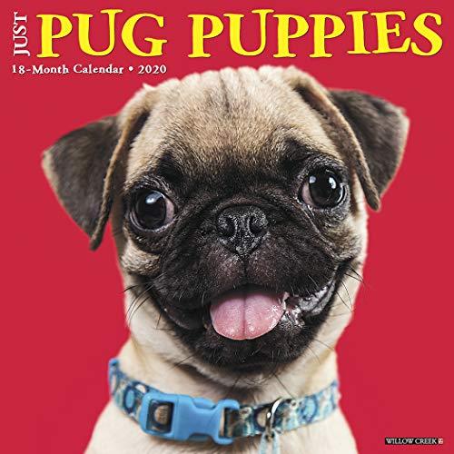 Algopix Similar Product 19 - Just Pug Puppies 2020 Wall Calendar