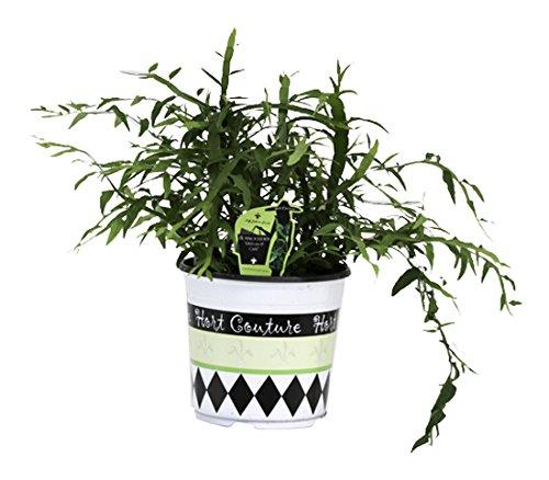 Algopix Similar Product 5 - Hort Couture Homacladium Ribbons 