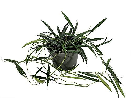 Algopix Similar Product 20 - Bamboo Leaf Wax Plant  Hoya kentiana 