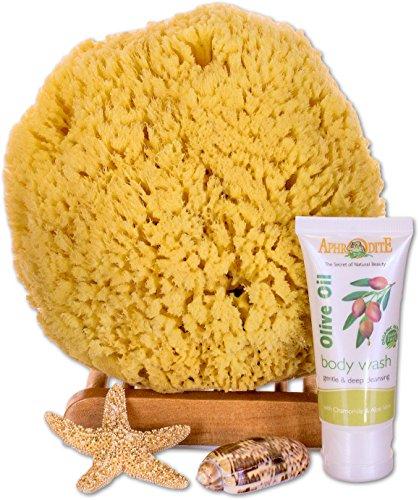 Algopix Similar Product 16 - SeaSationals Natural Yellow Sea Sponge