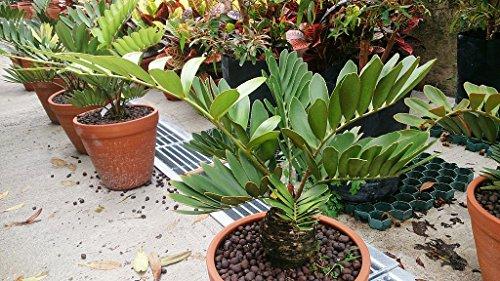 Algopix Similar Product 18 - Live Cardboard Palm Cycad Plants 1