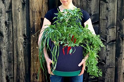 Algopix Similar Product 5 - Seedsheet Grow Your Own Hot Sauce