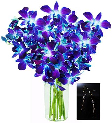 Algopix Similar Product 10 - KaBloom Exotic Blue Sapphire Orchids
