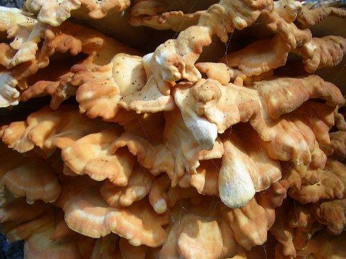 Algopix Similar Product 3 - Forest Organics Chicken of the Woods