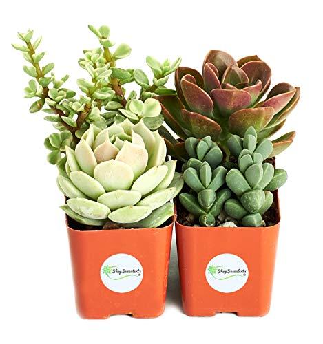 Algopix Similar Product 7 - Shop Succulents  Portland Assorted