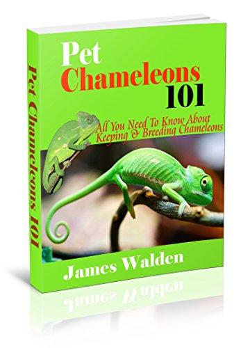 Algopix Similar Product 20 - Pet Chameleons 101 All You Need To