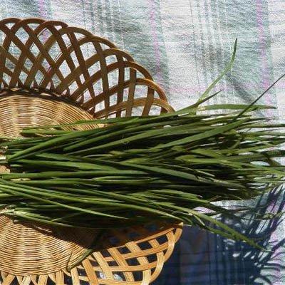 Algopix Similar Product 13 - Chives Garlic Seeds  Herb Seeds