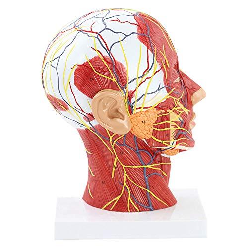 Algopix Similar Product 1 - Human Head Sagittal Section Skull