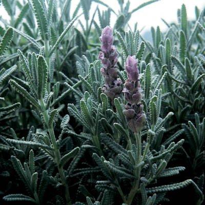 Algopix Similar Product 12 - Lavender Vera Seeds  Untreated