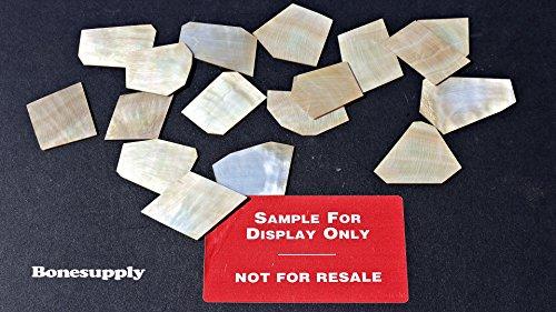 Algopix Similar Product 16 - 1 oz Gold mother of pearl shell blanks
