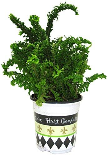 Algopix Similar Product 11 - Hort Couture Nephrolepis Fashionista