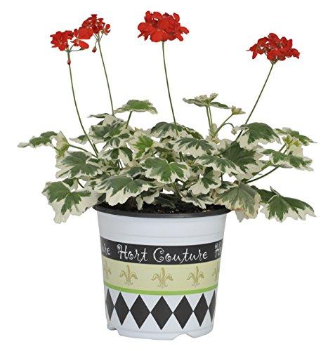 Algopix Similar Product 5 - Geranium Glitterati Ice Queen Live