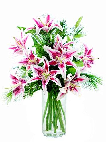 Algopix Similar Product 7 - KaBloom Wintergreen Stargazers 25
