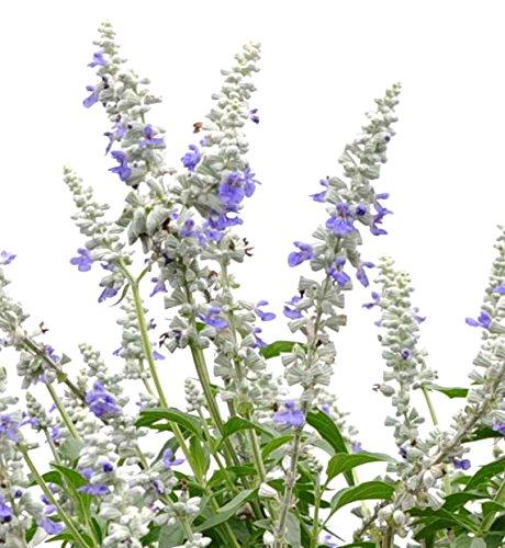 Algopix Similar Product 19 - Salvia Mannequin Snow Mountain Live