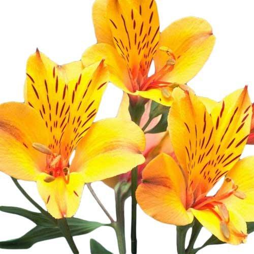 Algopix Similar Product 14 - Blooms2Door Wholesale Alstroemeria 70